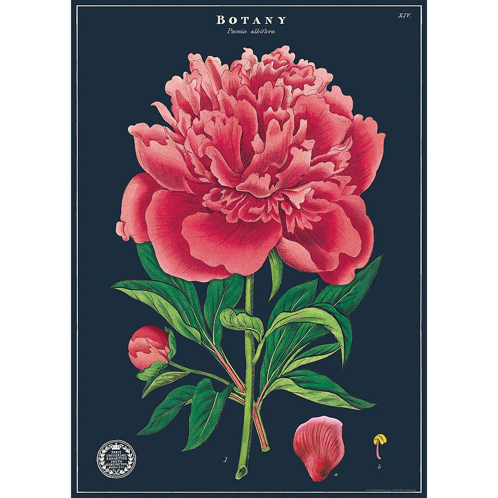 Cavallini Pioni - Botany Study -juliste / lahjapaperiarkki