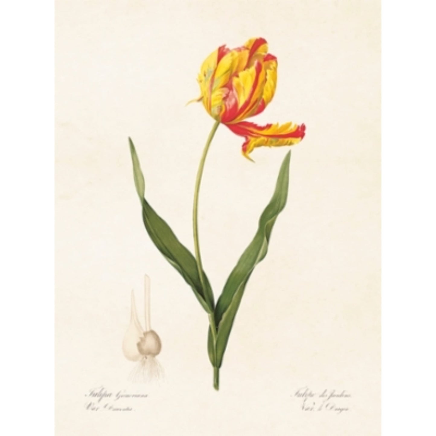 Juliste Tulppaani