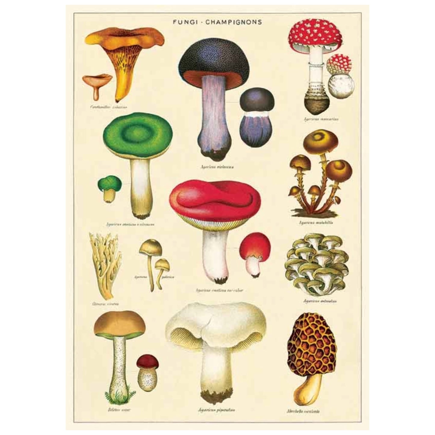 Juliste Mushrooms