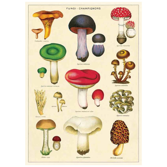Juliste Mushrooms