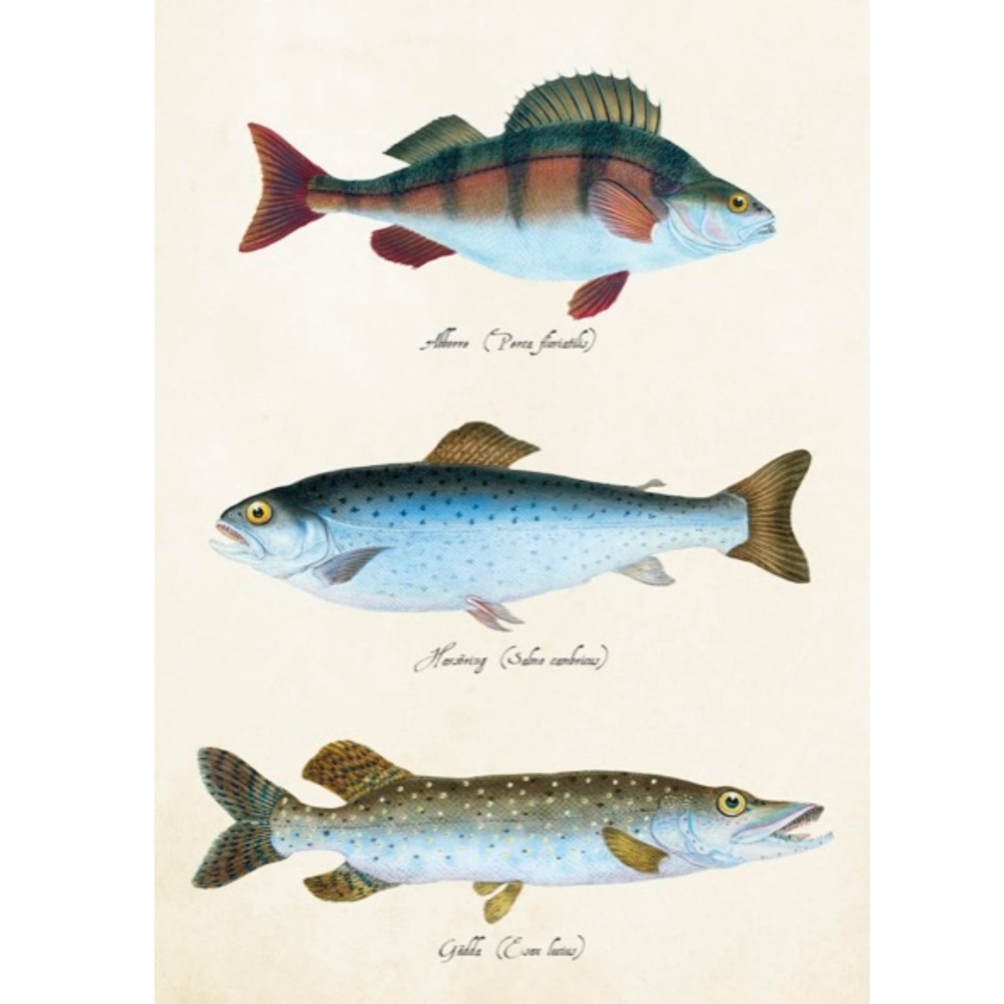 Vintage kortti – Kaunis kortti + kirjekuori | Sköna Ting 12 × 17 cm