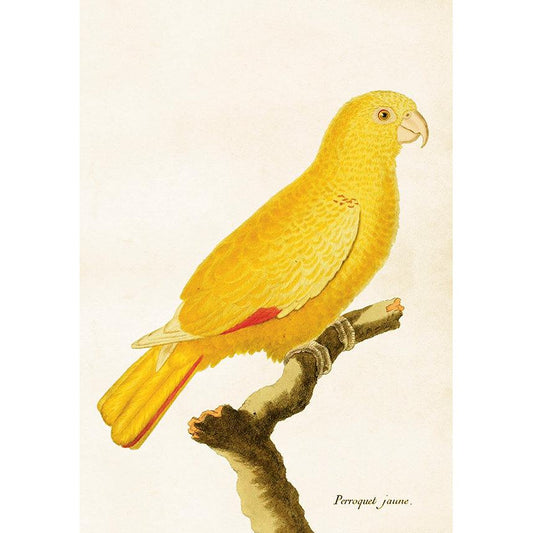Papukaija juliste – Keltainen papukaija – Opetustaulu 35 x 50 cm